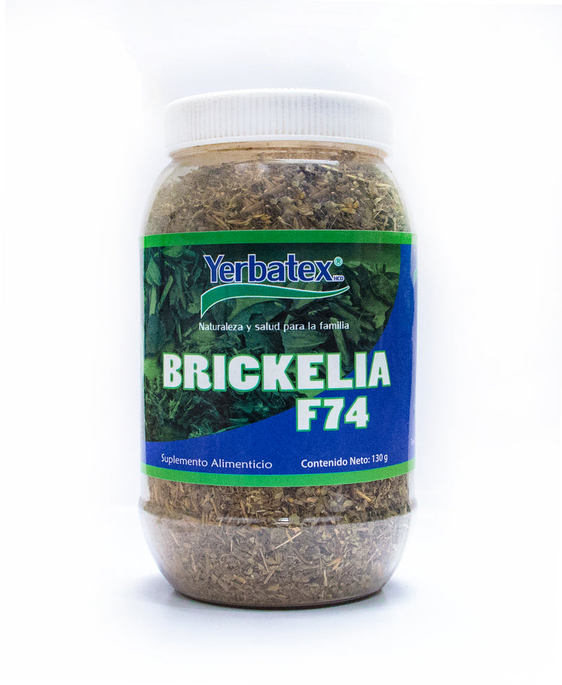 Planta en frasco de Brickelia F74